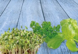 Basil, cress, parsley,jpg